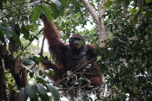 Orang Oetan